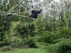 149 BIO PARC DE DOUE LA FONTAINE 7- 2016_000024